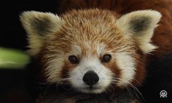 Kızıl panda ailesi ziyaretçilerin ilgisini çekiyor