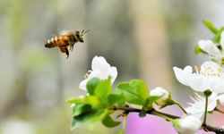 Bal ormanlarıyla sürdürülebilir arıcılığa destek veriliyor