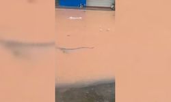 Çin'de sellerin vurduğu çiftlikteki yaklaşık 900 yılan kaçtı