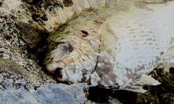 İnsana ve çevreye verdiği zararlar nedeniyle balon balığıyla mücadele Yunanistan gündeminde