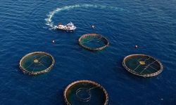 Karadeniz'in su ürünleri ihracatı yılın ilk yarısında 186 milyon doları aştı