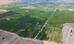 TARSİM'in desteğiyle ayakta kalan 5 bin dönümlük meyve bahçesinde hasat başladı
