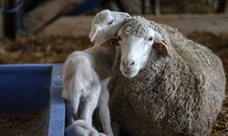 TİGEM 60 bin kilogram merinos yapağı satacak