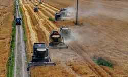 TİGEM'in Karacabey tesisleri yerli tohumluk buğdayda bölge ihtiyacını karşılıyor