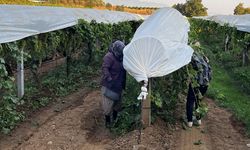Türk kuru meyve sektörü yüksek rekolteyle eski pazarlarına dönmek istiyor