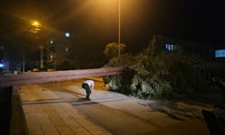 Çorum'da rüzgarın devirdiği çam ağacı park halindeki araçlara zarar verdi