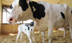 Makrovit Buzağı Maması ile Erken Dönem Buzağı Beslemesi