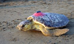 Uydu cihazıyla izlenen caretta caretta 'Tuba' Bodrum açıklarında yaşamını sürdürüyor