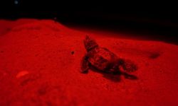 Antalya'da kırmızı LED uygulaması, caretta caretta yavrularının denize ulaşmasına yardımcı oldu