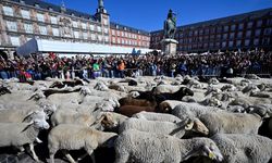 Madrid'in ünlü şenliğinde 1000'den fazla koyun kent merkezinde yürüdü