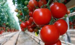 Türkiye'nin domates ihracatı 9 ayda 304 milyon 171 bin dolara ulaştı