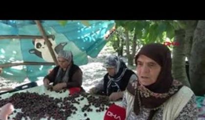 Napolyon kirazına ihracatçı desteği bekleniyor