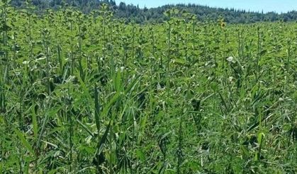 Kırklareli'nde ayçiçeği tarlasında 1 milyon kök Hint keneviri yakalandı