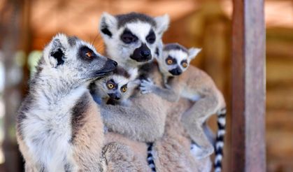 Tarsus Doğa Parkı'ndaki lemur ve sırtlan doğum yaptı