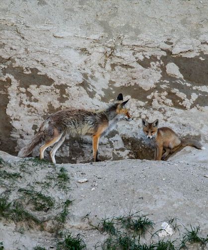 Kars'ta tilki ailesi yuvalarında görüntülendi