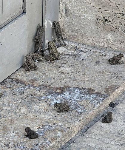 Sivas'ta sağanak sonrası kara yolu ve akaryakıt istasyonunda kurbağa yoğunluğu gözlendi