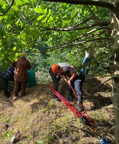 Trabzon'da yamaçtan yuvarlanan inek kurtarıldı