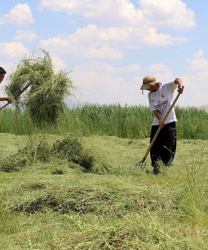 Van Gölü Havzası'nda meralar canlandı, üreticinin umudu arttı