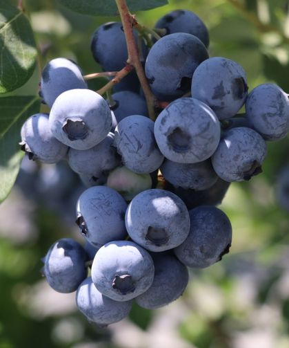Yalova'da kurulu Alova Farm'da yaban mersini hasadı sürüyor