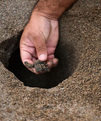 Antalya'da caretta carettaların yuvalarında yavru çıkışları sürüyor