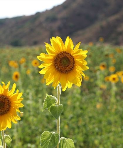 Erzincan'da ayçiçeği ekim alanı iki yılda yüzde 50 arttı