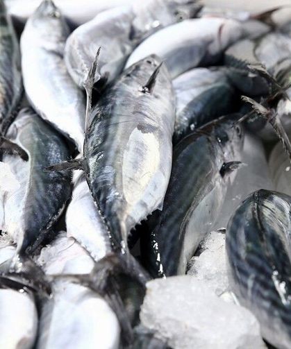 Giresun'da palamut sezonu bereketli başladı