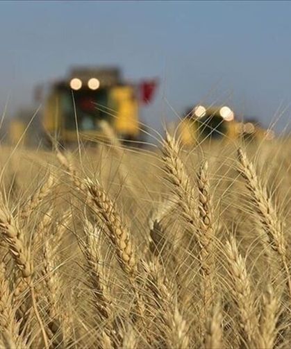 Karadeniz'de jeopolitik risklerin yumuşaması buğday fiyatlarındaki yükselişi frenledi