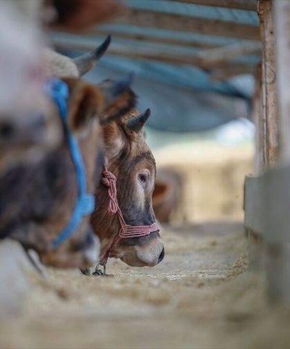 Yurt içi hayvan varlığı artıyor, ithalat ihtiyacı kademeli azalıyor
