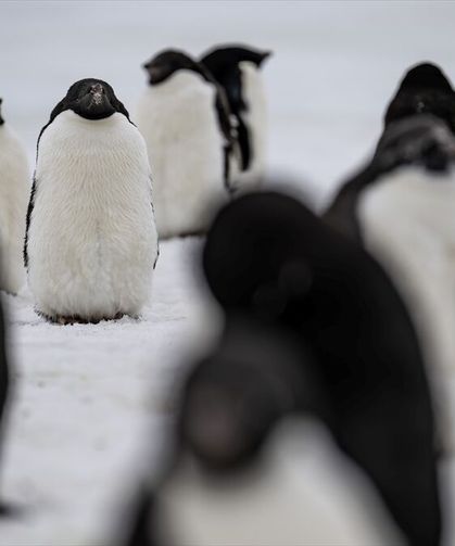 Araştırma: Dünyanın en büyük penguen kolonisinde popülasyonun çeyreğinden fazlası öldü