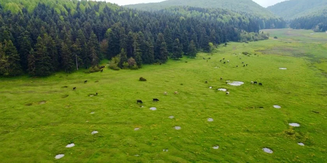 At Yaylası, yeşillenen otlaklarıyla yılkı atlarını ve hayvan sürülerini ağırlıyor