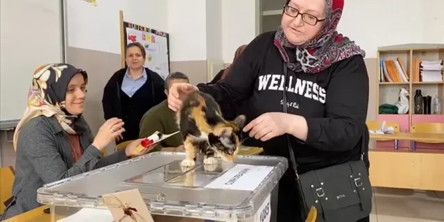Oy kullanmaya kedisi 'Tüylü' ile geldi