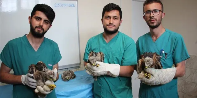 Karatay Hayvanat Bahçesi, annesiz kalan 4 kartal yavrusuna sahip çıktı