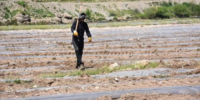 Şırnak'ta Dicle Nehri kenarındaki kullanılmayan arazide karpuz yetiştiriliyor