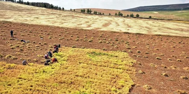 Şanlıurfa'da kırmızı mercimek üretiminde yüksek rekolte beklentisi