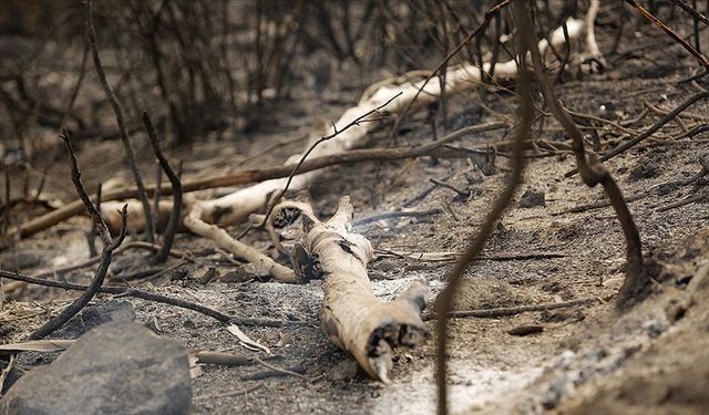 Cezayir’de orman yangınlarını söndürme çalışmalarında 10 asker hayatını kaybetti