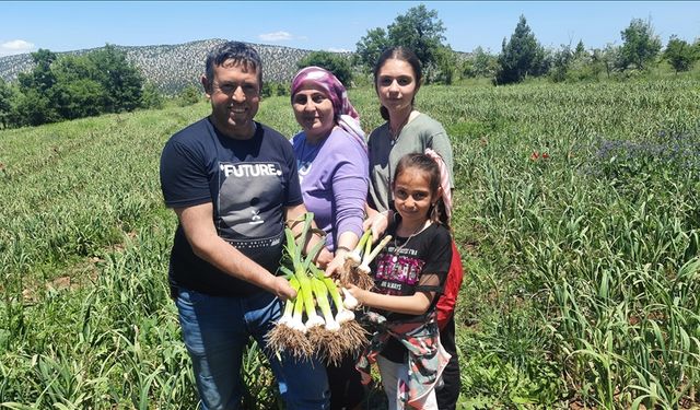 İstanbul'dan döndüğü köyünde ata tohumuyla sarımsak yetiştiriyor