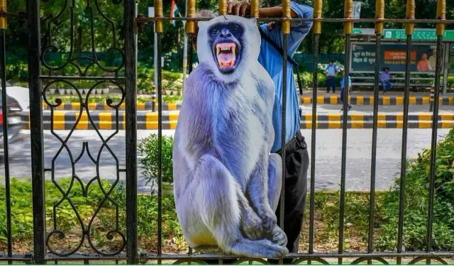 G20: Delhi, zirveye korkutmak amacıyla maymunları uzaklaştırmaya çalışıyor