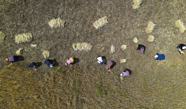 Bayburt'ta kadınlar komşularının buğdayını imece usulü biçti