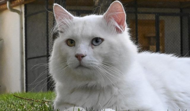 Ankara kedisi "Seymen" yeni yuvası Ayasofya'da
