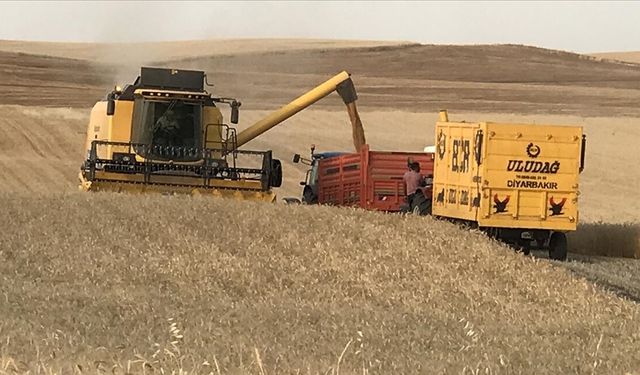 Diyarbakır'da buğday verimi uzun yıllar ortalamasına göre dekarda yüzde 23 arttı