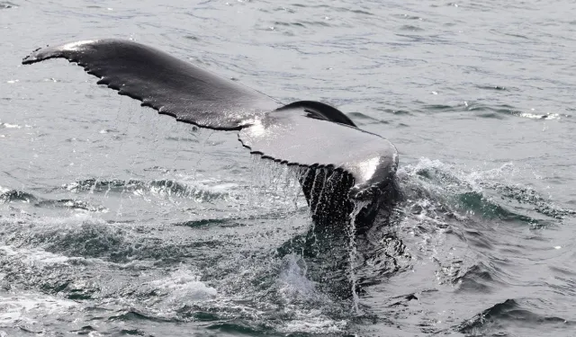 İzlanda'da turistler geri döndü, ancak balina avı da geri döndü