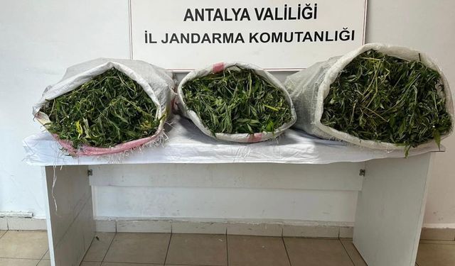 Antalya'da kiraladığı seralarda uyuşturucu yetiştiren kişi yakalandı