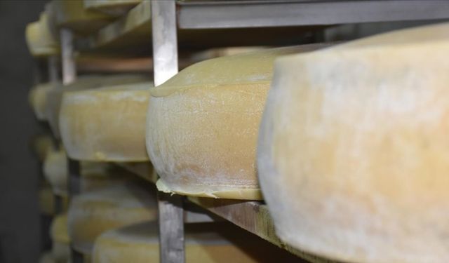Çeşit çeşit peynirin yayladan sofraya yolculuğu müzede anlatılıyor