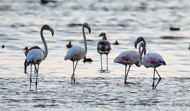 Kuraklık, Van Gölü'nde flamingoların yaşam alanlarını değiştirdi