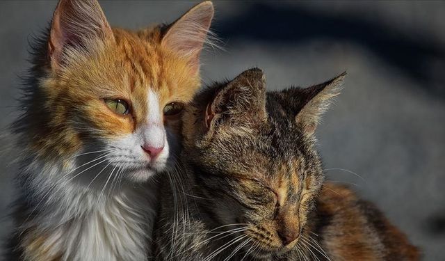 Araştırmacılar, kedilerin 276 farklı yüz ifadesi olduğunu keşfetti