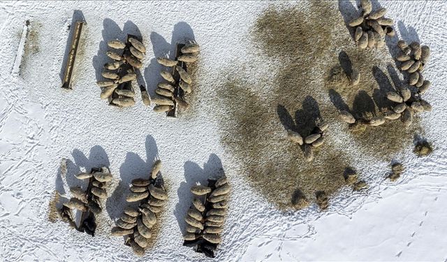 Kars'ta karla kaplı köylerdeki besicilerin kış mesaisi zorlu geçiyor