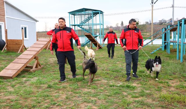 Arama kurtarma köpekleri "Paşa", "Badi" ve "Diva" olası afetlere hazırlanıyor