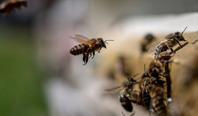 Arıların kış uykusuna yatmaması koloni kayıplarına neden oluyor