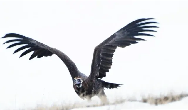 Dev kanatlı kara akbabaların Kars'taki popülasyonu artıyor