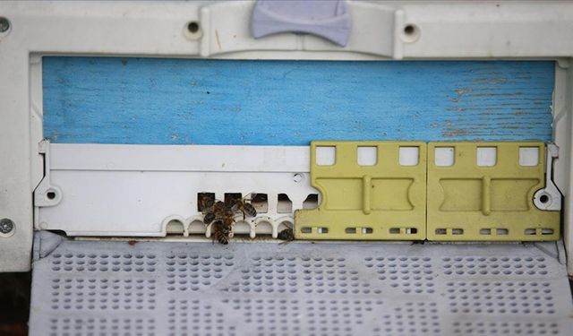 Uzmanlar, iklim değişikliği ve bilinçsiz ilaçlamaya bağlı arı ölümlerine dikkati çekti